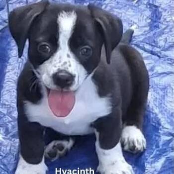 Hyacinth -  Mixed Breed Dog for Adoption in Tomah, Wisconsin - Hyacinth | PetCurious