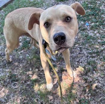 Leonardo -  Shepherd Dog for Adoption in Little Rock, Arkansas - Leonardo | PetCurious