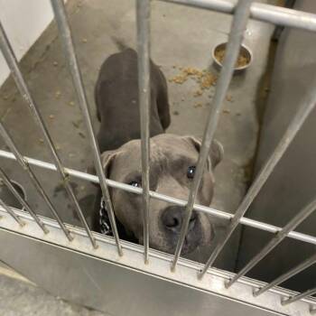 Rescue Pit Bull Terrier Dogs for Adoption in Hannibal, Missouri - SLY NICHOLS | PetCurious