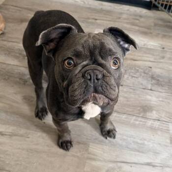 Spud the Bug (Benefactor Dog) -  French Bulldog and English Bulldog Dog for Adoption in New Orleans, Louisiana - Spud The Bug (Benefactor Dog) | PetCurious