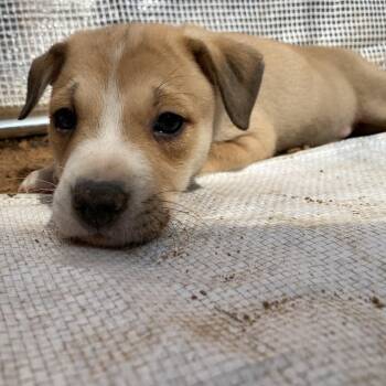 Pit Bull Terrier Dogs Available for Adoption - Annie | PetCurious