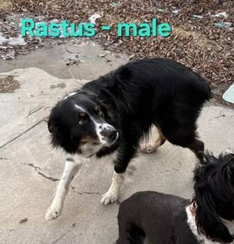 Australian Shepherd and Border Collie Dogs Available for Adoption - Rastus | PetCurious