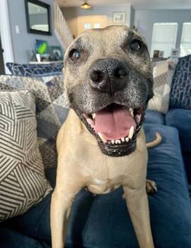 Black Mouth Cur Dogs Available for Adoption - Cooper | PetCurious