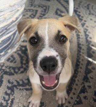 Odysseus -  Labrador Retriever Dog for Adoption in San Diego, California - Odysseus | PetCurious