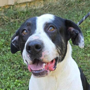 Rescue Great Dane Dogs for Adoption in Newport, Tennessee - JB | PetCurious