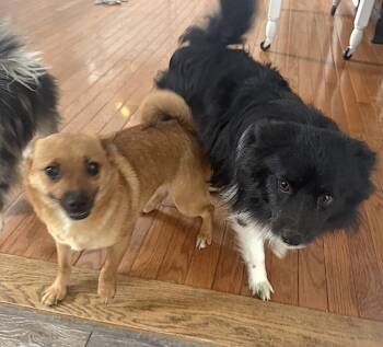 Chihuahua and Dachshund Dogs Available for Adoption - Pickachu | PetCurious