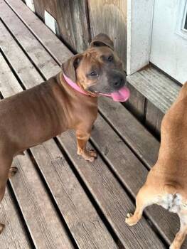 Kona -  American Bully Dog for Adoption in Winnipeg, Manitoba - Kona | PetCurious