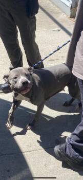 Pit Bull Terrier and Mixed Breed Dogs Available for Adoption in Cincinnati, Ohio - Angel | PetCurious