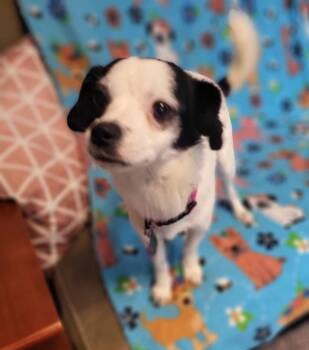 Terrier Dogs Available for Adoption - Chubbs | PetCurious