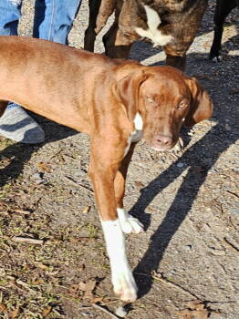 Rescue Mixed Breed Dogs for Adoption in Farmerville, Louisiana - Ruby | PetCurious