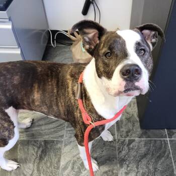 Addie -  Terrier and Mixed Breed Dog for Adoption in Clearwater, Florida - Addie | PetCurious