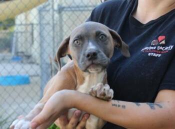 Retriever and Mixed Breed Dogs Available for Adoption in Brunswick, Georgia - Slaw Dog | PetCurious