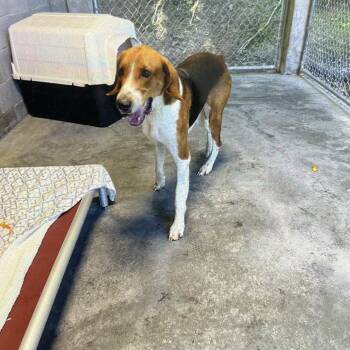 Grand Daddy Longlegs -  American Foxhound Dog for Adoption in Spruce Pine, North Carolina - Grand Daddy Longlegs | PetCurious