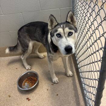 Rescue Husky Dogs for Adoption in Bristol, Indiana - Zella | PetCurious