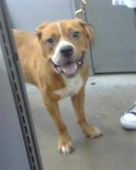 SUNNY -  Mixed Breed Dog for Adoption in Dallas, Texas - SUNNY | PetCurious