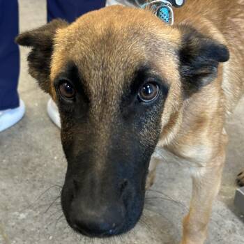 111993 -  Mixed Breed Dog for Adoption in Las Cruces, New Mexico - 111993 | PetCurious