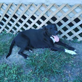 Penelope -  German Shepherd Dog and Pit Bull Terrier Dog for Adoption in Corpus Christi, Texas - Penelope | PetCurious