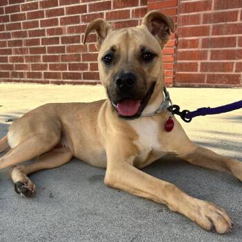 Rescue Pit Bull Terrier Dogs for Adoption in Los Angeles, California - Pelonazo | PetCurious