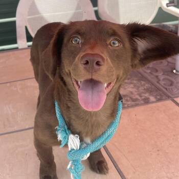 PENELOPE -  Miniature Dachshund and Mixed Breed Dog Available for Adoption in Indiantown, Florida - PENELOPE | PetCurious