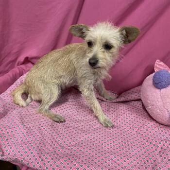 A614046 -  Chihuahua and Mixed Breed Dog for Adoption in Modesto, California - A614046 | PetCurious