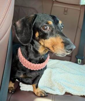 Dino -  Dachshund Dog for Adoption in Palm Harbor, Florida - Dino | PetCurious