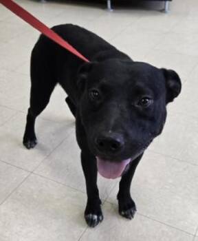 ORION -  Pit Bull Terrier Dog for Adoption in Killeen, Texas - ORION | PetCurious