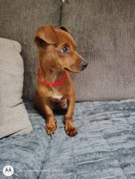 Coco -  Mixed Breed Dog for Adoption in Wyoming, Michigan - Coco | PetCurious