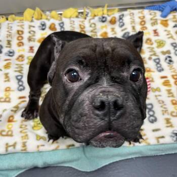 Bridgette -  Mixed Breed Dog for Adoption in Allentown, Pennsylvania - Bridgette | PetCurious