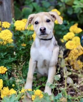 Rescue Mixed Breed Dogs for Adoption in Hastings, Minnesota - Lotus | PetCurious