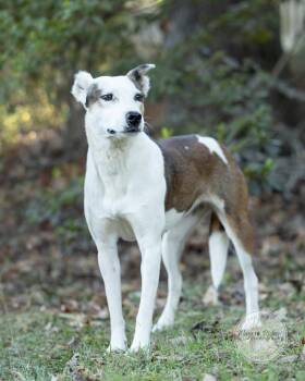 Mercy -  Australian Cattle Dog Blue Heeler Dog for Adoption in Tuscaloosa, Alabama - Mercy | PetCurious