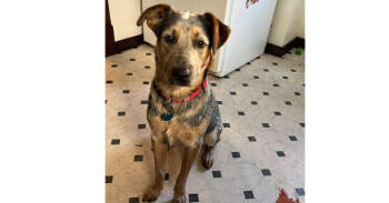 Rescue Australian Cattle Dog Blue Heeler Dogs for Adoption in Mansfield, Ohio - Atlas | PetCurious