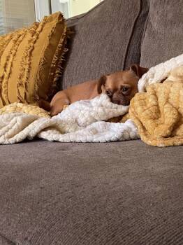 Rusty -  Chihuahua Dog for Adoption in Raymond, Mississippi - Rusty | PetCurious