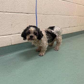 Robin -  Mixed Breed Dog for Adoption in Memphis, Tennessee - Robin | PetCurious