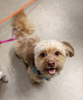 Wookie -  Shih Tzu Dog for Adoption in Mundelein, Illinois - Wookie | PetCurious