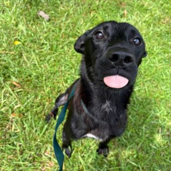 Rescue Black Labrador Retriever and Shepherd Dogs for Adoption in Valdosta, Georgia - Winnie | PetCurious