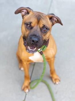Mixed Breed Dogs Available for Adoption in Chamblee, Georgia - Balance | PetCurious