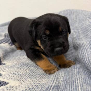 Husky and Rottweiler Dogs Available for Adoption - Sage | PetCurious