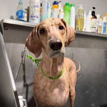 Oscar -  Standard Poodle and Golden Retriever Dog for Adoption in Tampa, Florida - Oscar | PetCurious