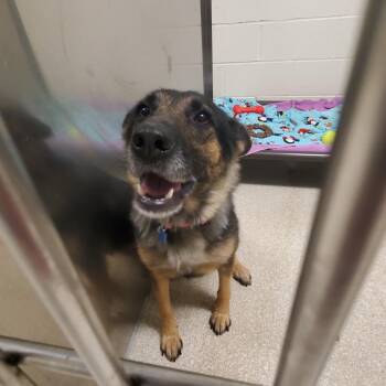 Duckie -  German Shepherd Dog Dog for Adoption - Duckie | PetCurious