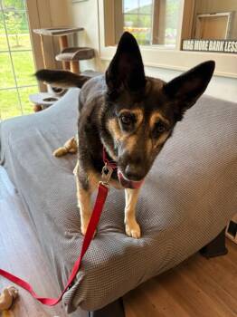 Azula -  Shepherd and Black Labrador Retriever Dog for Adoption in New Milford, Connecticut - Azula | PetCurious