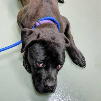 Cane Corso and Mixed Breed Dogs Available for Adoption in Lyndhurst, Virginia - Josie | PetCurious