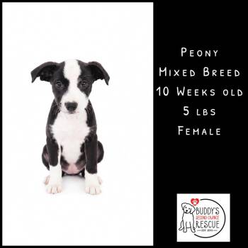 Peony -  Mixed Breed Dog Available for Adoption - Peony | PetCurious