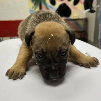 Shepherd Dogs Available for Adoption - Faith | PetCurious