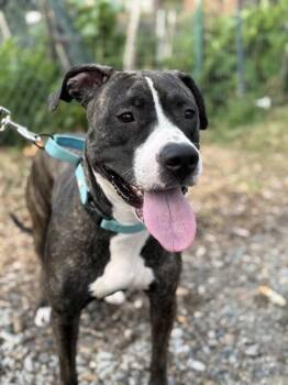 Nyala -  Mixed Breed Dog for Adoption - Nyala | PetCurious