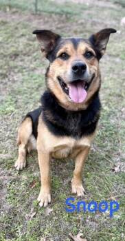 German Shepherd Dog Dogs Available for Adoption in Zimmerman, Minnesota - Snoop | PetCurious