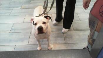 LUNA -  Pit Bull Terrier and Mixed Breed Dog for Adoption in Charlotte, North Carolina - LUNA | PetCurious