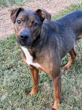 Rescue Mixed Breed Dogs for Adoption in Shelburne, Vermont - Rufus | PetCurious