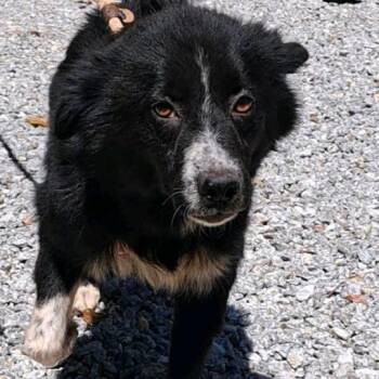 Mixed Breed Dogs Available for Adoption in Valley, Alabama - Hydee | PetCurious