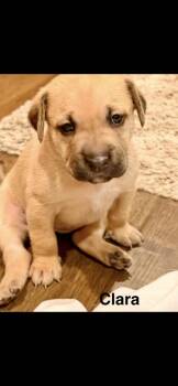 Clara -  Goldendoodle Dog for Adoption in Marietta, Georgia - Clara | PetCurious