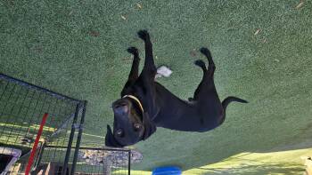 Rescue Doberman Pinscher Dogs for Adoption in Tracy, California - Diablo | PetCurious